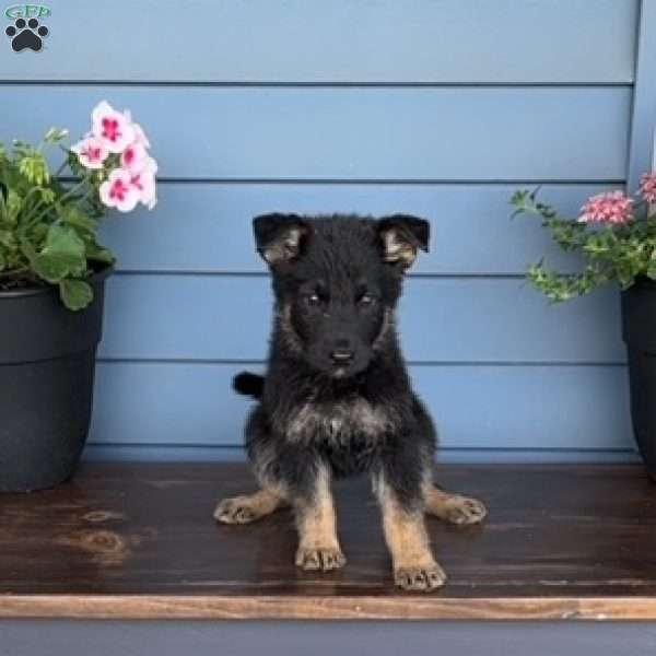 Star, German Shepherd Puppy